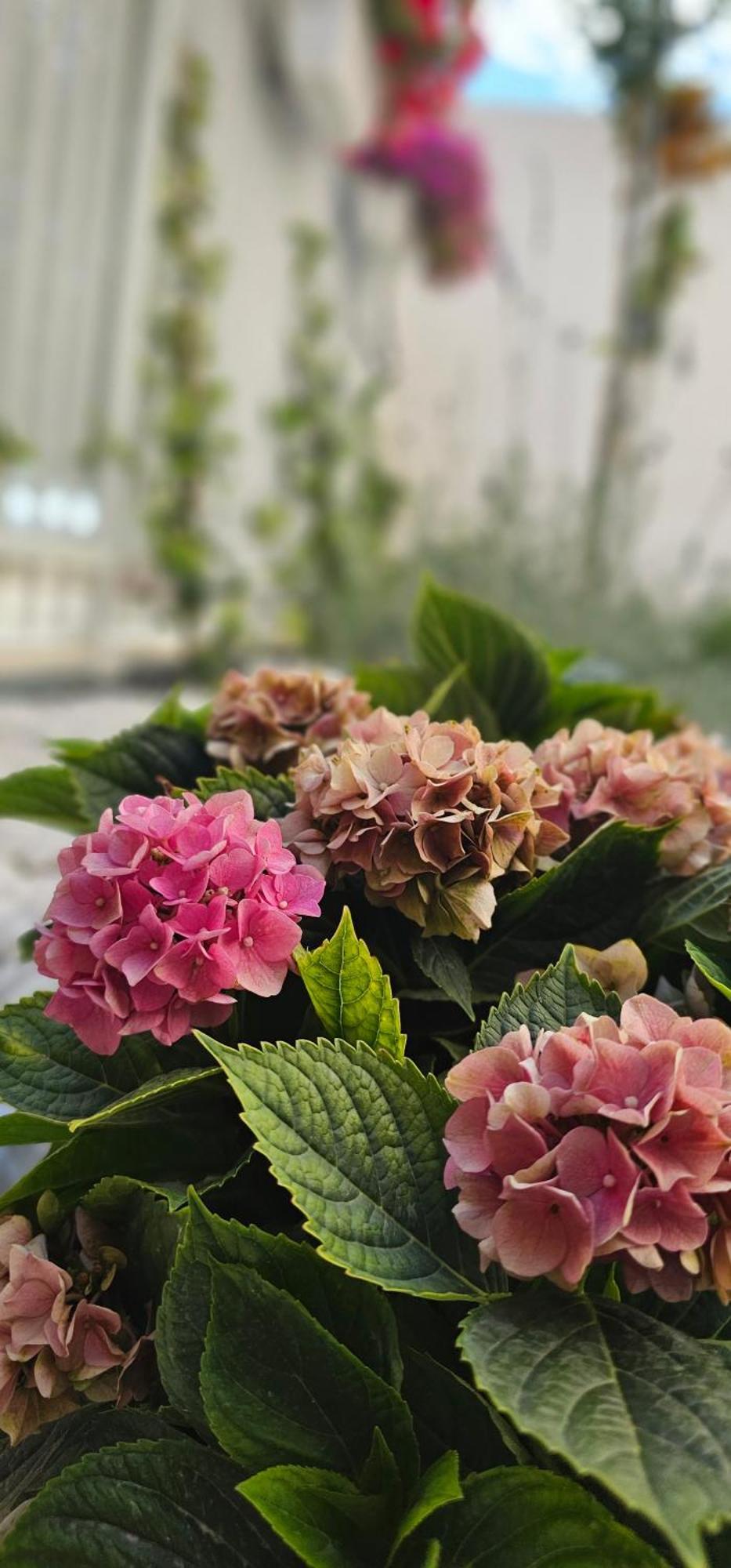Albayda Garden Lejlighed Granada Eksteriør billede